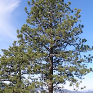 May include: A tall pine tree with green needles and a brown trunk stands against a bright blue sky. The tree's branches reach upwards, and the background shows a mountain range.
