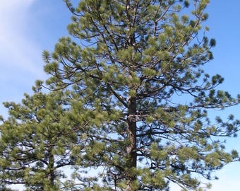 Set of 4 Live Ponderosa Pine Trees (3" Pots) – Hardy Evergreen Conifers for Landscaping, Windbreaks & Reforestation