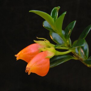 May include: Close-up of a plant with vibrant orange flowers and glossy green leaves against a dark background. The flowers are bell-shaped, and the leaves are oval. The image highlights the plant's natural beauty and intricate details.