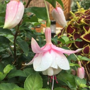 May include: A fuchsia flower with delicate pale pink sepals and white petals, hanging from a green stem. The bloom and surrounding buds are covered in small water droplets, set against a backdrop of dark green leaves and a variegated plant.