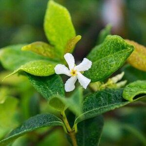 May include: Close-up of a white jasmine flower with five petals and a yellow center, surrounded by vibrant green leaves. The leaves have water droplets on them, creating a fresh, natural aesthetic. The image highlights the delicate beauty of the flower.
