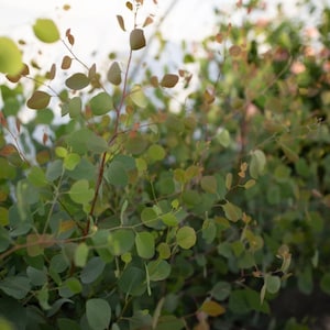 May include: A close-up of a cluster of eucalyptus branches with round, green leaves and reddish-brown stems. The leaves vary in shades of green, with some showing hints of yellow and brown. The background is a soft, out-of-focus white.