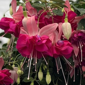 May include: A cluster of fuchsia flowers featuring vibrant magenta petals and pale pink sepals. The blossoms have long, thin white stamens extending downward, interspersed with light green, teardrop-shaped flower buds and dark green leaves.