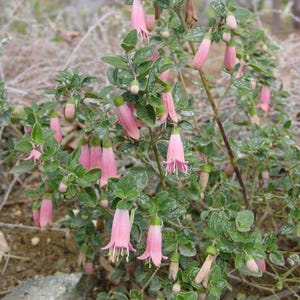 May include: A close-up of a flowering plant with small, rounded green leaves and delicate pink, bell-shaped flowers. The flowers hang downwards, with a few buds visible. The plant is in a natural outdoor setting.