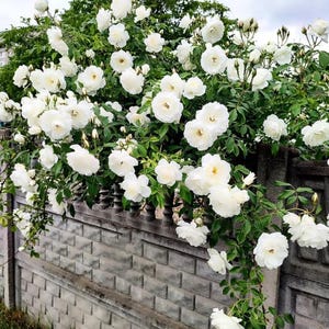 May include: A large, sprawling rose bush covered in numerous white flowers with yellow centers, featuring lush green foliage and many unopened buds, growing over a grey, rectangular-patterned concrete fence under a cloudy sky.