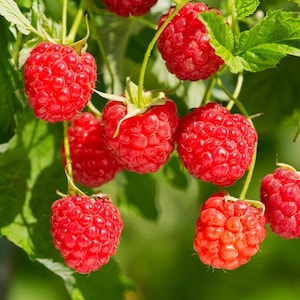 May include: Close-up of ripe red raspberries hanging from green stems with green leaves. The raspberries are in various stages of ripeness, with some appearing brighter red than others. The background is a soft green.