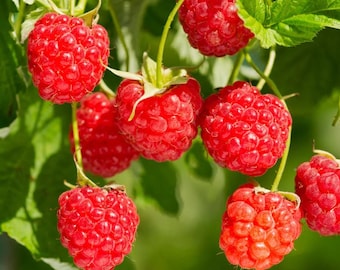May include: Close-up of ripe red raspberries hanging from green stems with green leaves. The raspberries are in various stages of ripeness, with some appearing brighter red than others. The background is a soft green.