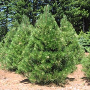 May include: A row of vibrant green pine trees with dense, needle-like foliage. The trees are in a field with brown soil, and other trees are visible in the background. The image captures a natural, outdoor scene.