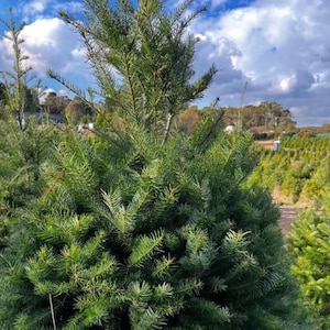 May include: Close-up of a lush, green Christmas tree with dense, needle-like foliage. The tree is set against a backdrop of a cloudy blue sky and a field of similar trees, suggesting a Christmas tree farm.