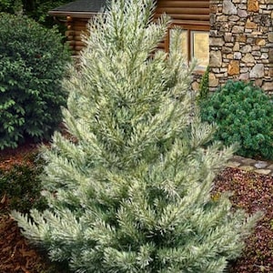 Live White Pine Tree – Small – 3" Pot – Evergreen Conifer Tree – Soft Blue-Green Needles – Fast-Growing Forest & Ornamental Pine
