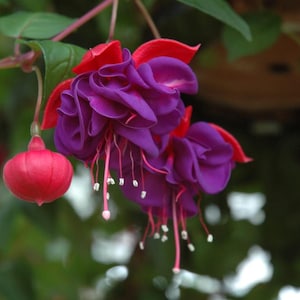 May include: Close-up of fuchsia flowers with vibrant purple petals and red accents. The flowers have a delicate, layered appearance with long, slender stamens. A red bud hangs from a stem, set against a blurred green background.