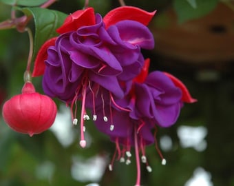 Live Blue Eyed Fuchsia Plant – 5" Pot – 10–14" Tall Shrub – Hot Pink, Red, Blue & Purple Flowers – Attracts Hummingbirds