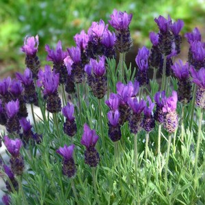 Op de afbeelding: Close-up van een cluster lavendelbloemen in volle bloei. De bloemen zijn levendig paars met een donkere, getextureerde basis, tegen een achtergrond van groen gebladerte. De afbeelding legt de delicate schoonheid van de lavendelplant vast.