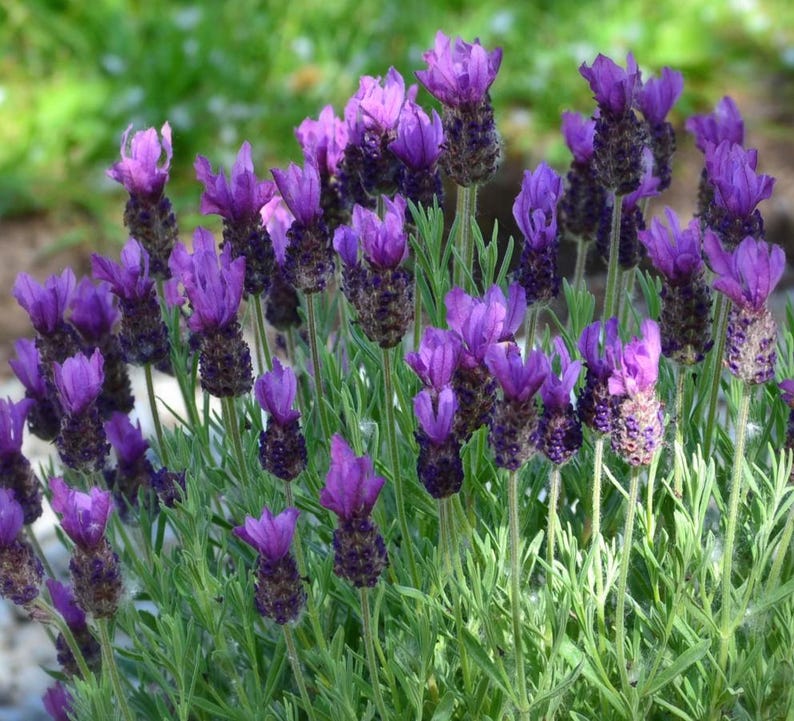 Op de afbeelding: Close-up van een cluster lavendelbloemen in volle bloei. De bloemen zijn levendig paars met een donkere, getextureerde basis, tegen een achtergrond van groen gebladerte. De afbeelding legt de delicate schoonheid van de lavendelplant vast.