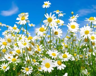 Set of 4 Small Live Oxeye Daisy Plants – Perennial Wildflowers – 3" Pots – Great for Pollinator Gardens – Easy to Grow