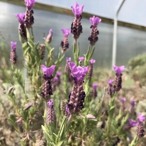 Op de afbeelding: Close-up van lavendelplanten met levendige paarse bloemen en groene bladeren. De bloemen hebben een unieke, langwerpige vorm en de afbeelding is tegen een zachte, vage achtergrond geplaatst. De planten staan in volle bloei en tonen hun natuurlijke schoonheid.