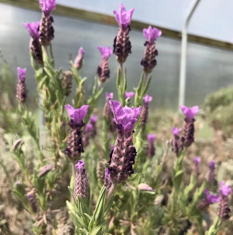 Op de afbeelding: Close-up van lavendelplanten met levendige paarse bloemen en groene bladeren. De bloemen hebben een unieke, langwerpige vorm en de afbeelding is tegen een zachte, vage achtergrond geplaatst. De planten staan in volle bloei en tonen hun natuurlijke schoonheid.