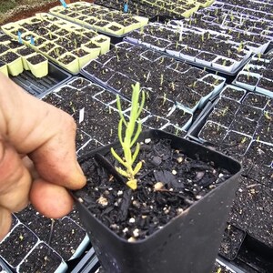 Op de afbeelding: Een kleine, groene zaailing in een zwarte vierkante pot, vastgehouden door een hand. De pot is gevuld met donkere aarde. Andere trays met zaailingen zijn zichtbaar op de achtergrond, wat wijst op een kwekerij of kas.