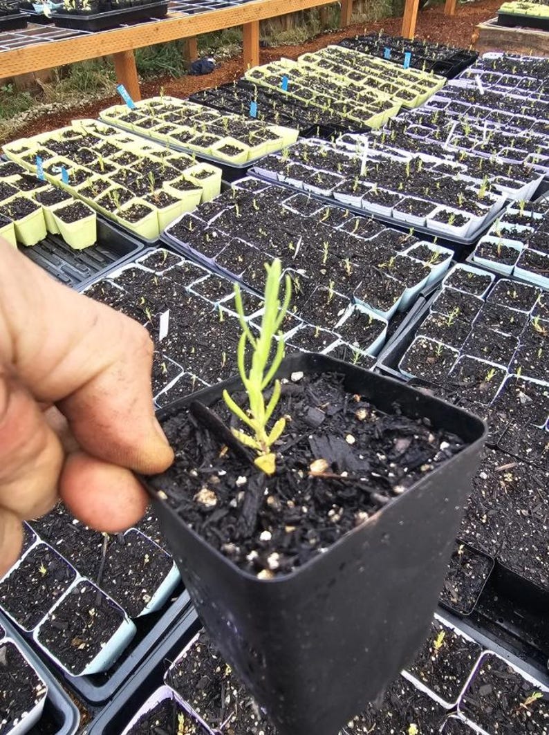 Op de afbeelding: Een kleine, groene zaailing in een zwarte vierkante pot, vastgehouden door een hand. De pot is gevuld met donkere aarde. Andere trays met zaailingen zijn zichtbaar op de achtergrond, wat wijst op een kwekerij of kas.