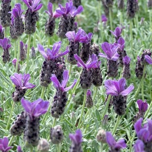 Op de afbeelding: Een close-up van lavendelbloemen met levendige paarse bloemblaadjes en donkere, getextureerde knoppen. De bloemen worden omringd door groen gebladerte, wat een natuurlijke en rustgevende sc&egrave;ne cre&euml;ert. De afbeelding legt de schoonheid van de lavendelplanten vast.