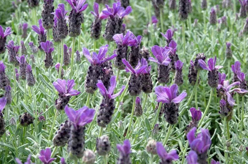 Op de afbeelding: Een close-up van lavendelbloemen met levendige paarse bloemblaadjes en donkere, getextureerde knoppen. De bloemen worden omringd door groen gebladerte, wat een natuurlijke en rustgevende sc&egrave;ne cre&euml;ert. De afbeelding legt de schoonheid van de lavendelplanten vast.