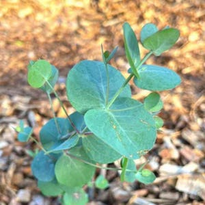 May include: Close-up of a small eucalyptus plant with round, blue-green leaves. The plant has several stems and is surrounded by a background of brown mulch. The leaves have a slight sheen and are arranged in a spiral pattern.