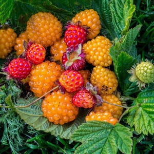 May include: A cluster of fresh raspberries in varying stages of ripeness, featuring vibrant golden-yellow and bright red berries. The fruit is nestled among green, serrated leaves, with one pale green, unripe berry visible on the right side.
