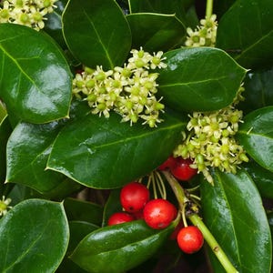 May include: A holly plant featuring glossy, dark green, pointed leaves with clusters of small, pale yellow-green flowers and several bright red, spherical berries growing on a woody stem, capturing the natural textures of the foliage and fruit.