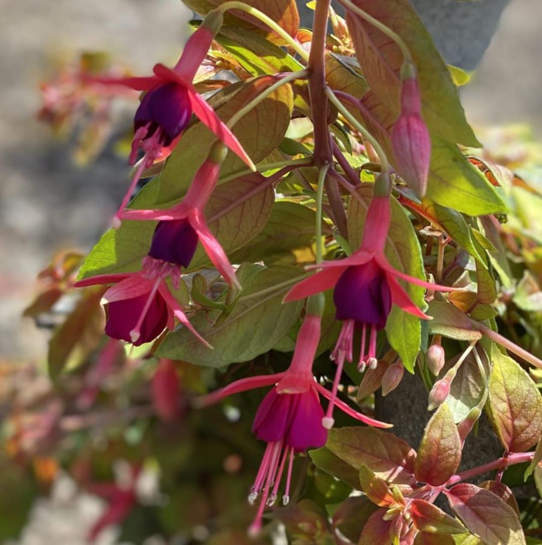 Live Autumnale Fuchsia Plant – 5