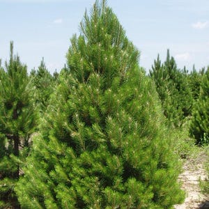 May include: A vibrant green pine tree stands prominently in the foreground, its needles dense and lush. Other similar trees are visible in the background under a clear blue sky, creating a natural, outdoor scene.