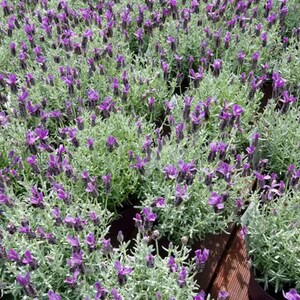 Op de afbeelding: Een close-up van een veld met lavendelplanten, met hun paarse bloemen en grijsgroene bladeren. De planten staan dicht op elkaar, waardoor een textuurrijke, kleurrijke weergave ontstaat. De lavendel staat in volle bloei, met de bloemen die afsteken tegen het gebladerte.
