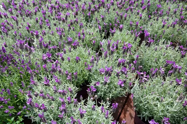 Op de afbeelding: Een close-up van een veld met lavendelplanten, met hun paarse bloemen en grijsgroene bladeren. De planten staan dicht op elkaar, waardoor een textuurrijke, kleurrijke weergave ontstaat. De lavendel staat in volle bloei, met de bloemen die afsteken tegen het gebladerte.