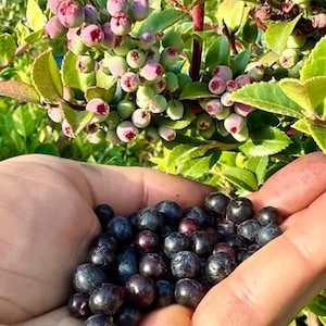 May include: A handful of ripe, dark blue blueberries held in a person's hand, with a backdrop of a blueberry bush. The bush has green leaves and clusters of unripe berries, some with a pinkish hue.