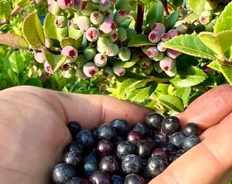 Set of 2 Live Huckleberry Plants – Vaccinium ovatum – Tiny – 1–2" Tall – 1.5" Pots – Evergreen Berry Bush – Edible Berries