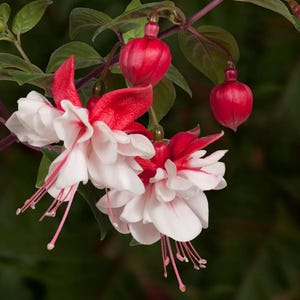 May include: Close-up of fuchsia flowers with white petals and vibrant red accents. The flowers have delicate, elongated stamens and are set against a dark green background. The image showcases the beauty of the fuchsia plant.