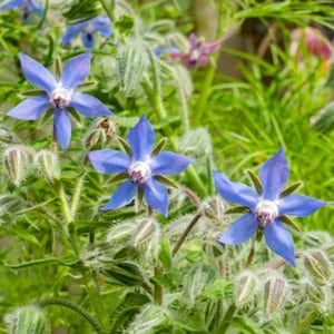 Live Blue Borage Plant – Medium – 4" Pot – Edible Herb & Pollinator Plant – Star-Shaped Bright Blue Flowers