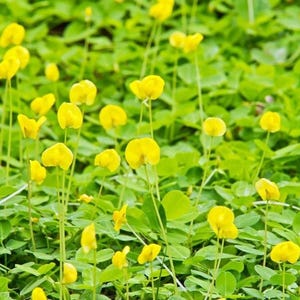 Live Ornamental Peanut Plant – 2–4&quot; Tall in 3–4&quot; Pot – Yellow Blooming Groundcover – Great for Lawns, Slopes & Easy Landscaping