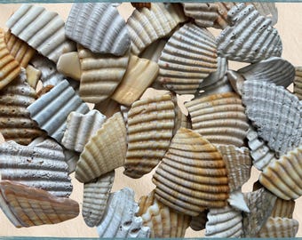Natural Ribbed Seashell Fragments | Beach Shell Pieces 1” or 2–3” | Coastal Craft Supplies, Jewelry, Ruffle, Nautical Decor