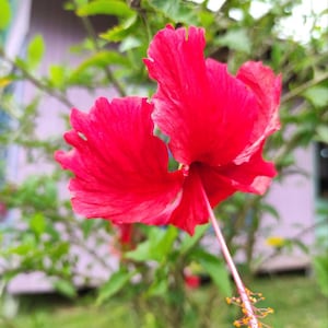 Hibiscus Rosa-Sinensis – Red Tropical Hibiscus Flower Seeds
