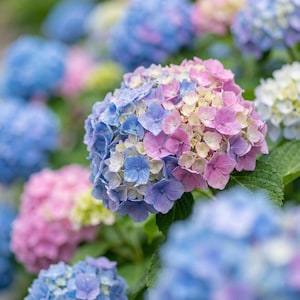 May include: A close-up of a cluster of hydrangea flowers in shades of blue, pink, and white. The flowers are in full bloom, with water droplets visible on the petals. Green leaves provide a backdrop to the colourful blooms.