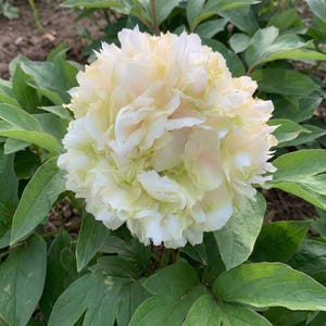 Puede incluir: Primer plano de una flor de peonía completamente florecida. La flor tiene capas de pétalos blanco crema con toques de amarillo pálido y rosa. La flor está rodeada de hojas verdes grandes.