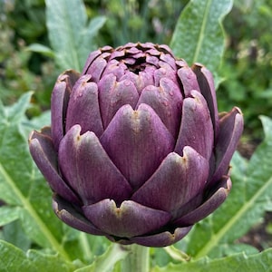 May include: A close-up of a vibrant purple artichoke. The artichoke's petals are layered and pointed, with a gradient of color from deep purple to a lighter, almost green hue at the tips. Water droplets are visible on the petals. The background features green leaves.