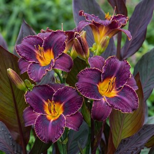 Canna Indica - Etsy
