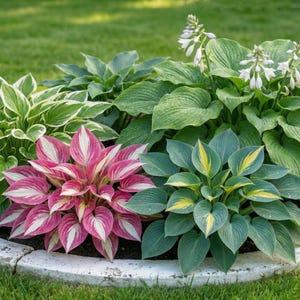 Puede incluir: Un parterre de jardín vibrante con una variedad de plantas de hosta. La imagen muestra hostas con hojas verdes, blancas, rosas y amarillas. Algunas plantas tienen flores blancas. Las plantas están rodeadas de hierba verde.