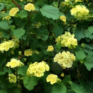 Puede incluir: Primer plano de una planta floreciente con racimos de flores de color amarillo pálido y hojas grandes, verdes y en forma de corazón. Las flores están en plena floración, creando un contraste vibrante con el follaje verde oscuro. La planta parece sana y bien cuidada.