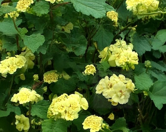 希少な黄色のゼラニウム 10粒 | 育てやすい多年草 | 明るいコテージ