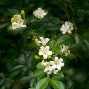 Peut inclure: Gros plan sur une plante avec des fleurs blanches en forme d'étoile et des feuilles vertes. Les fleurs ont des centres jaunes et sont regroupées. Les feuilles sont d'un vert foncé. L'arrière-plan est vert foncé, créant un contraste.