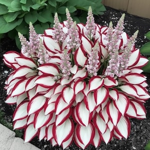 May include: A vibrant hosta plant with large, heart-shaped leaves edged in red and white. Several tall, slender flower spikes with small, light purple blooms rise above the foliage. The plant is in a garden setting.