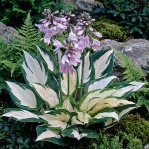 Könnte beinhalten: Nahaufnahme einer Hosta-Pflanze mit großen, grün-weiß panaschierten Blättern. Zarte, hellviolette Blüten blühen auf hohen Stielen. Die Pflanze ist von grünem Laub und Felsen umgeben und schafft eine natürliche Gartenszene.