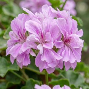 Op de afbeelding: Close-up van een tros lichtpaarse geraniumbloemen met delicate bloemblaadjes en donkerroze aderen. De bloemen worden omringd door groene bladeren, wat een natuurlijke en levendige weergave creëert. De afbeelding is goed belicht.